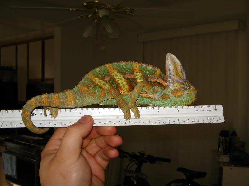 how big do veiled chameleons grow? | Chameleon Forums